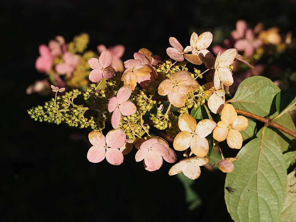 Hydrangea paniculata 'Tardiva' (Tardiva Hydrangea) (alternate view 5)