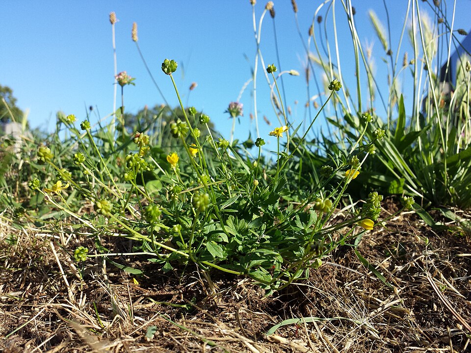 Ranunculus sardous (hairy buttercup) (alternate view 5)