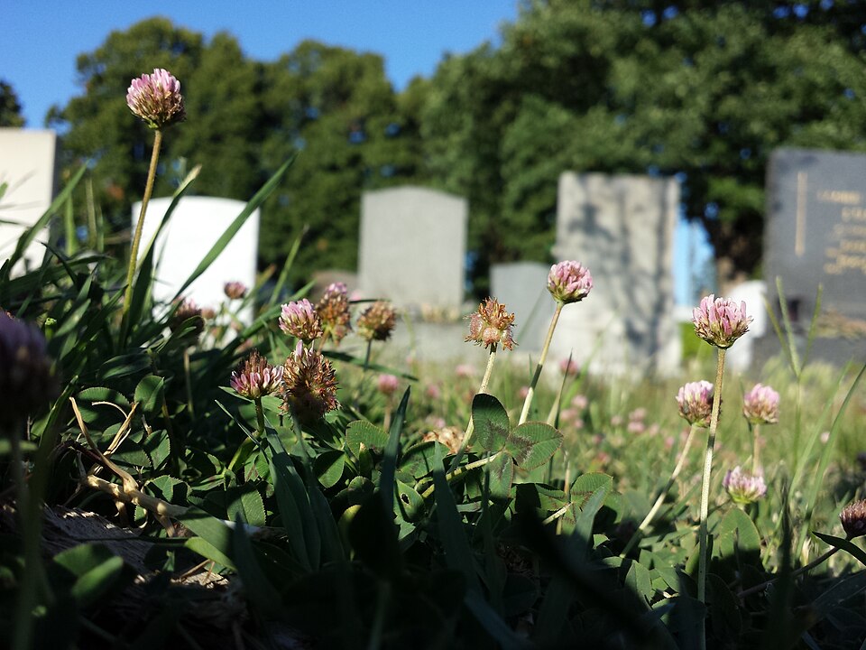 Trifolium fragiferum (Strawberry clover) (alternate view 7)