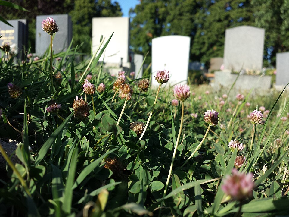 Trifolium fragiferum (Strawberry clover) (alternate view 8)