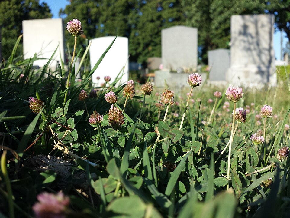 Trifolium fragiferum (Strawberry clover) (alternate view 9)