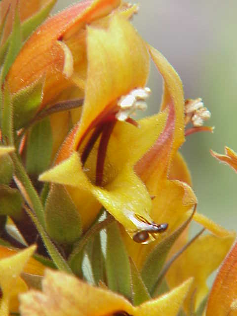 Digitalis isabelliana (alternate view 7)