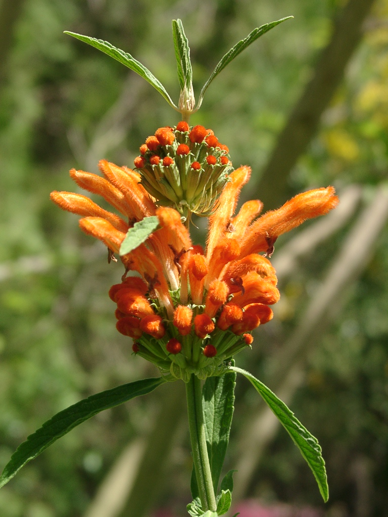 Leonotis leonurus (lion's tail) (alternate view 6)
