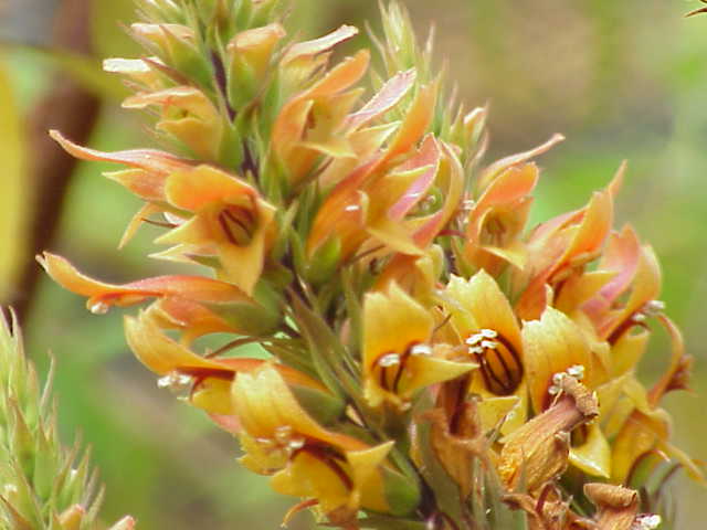 Digitalis isabelliana (alternate view 8)