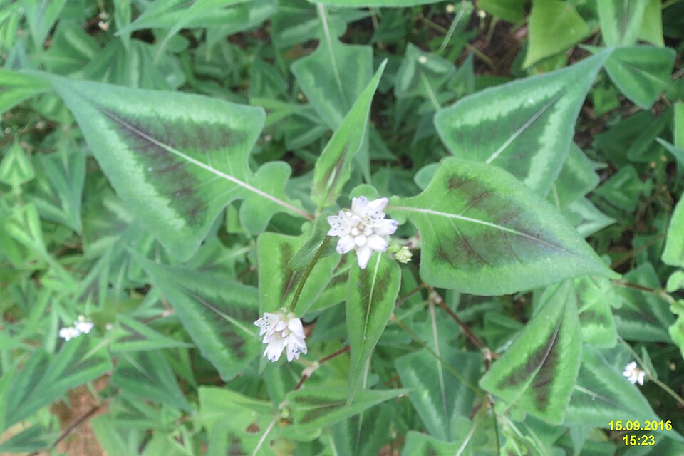 Persicaria (knotweeds, smartweeds, and waterpeppers) (alternate view 3)