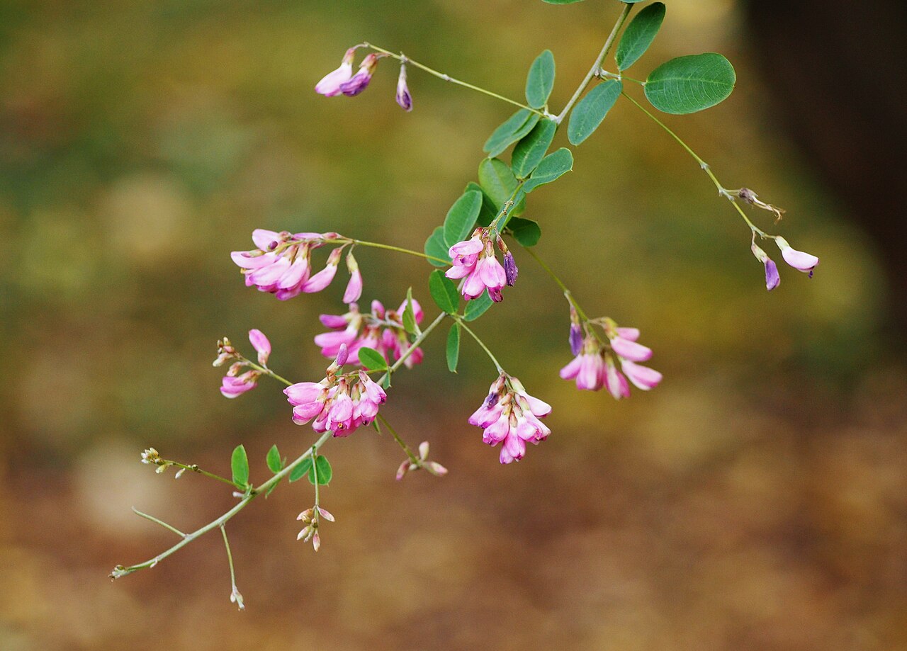Lespedeza bicolor, Shrubby bush clover — spreading deciduous (Fabaceae) (image 8 of 10)