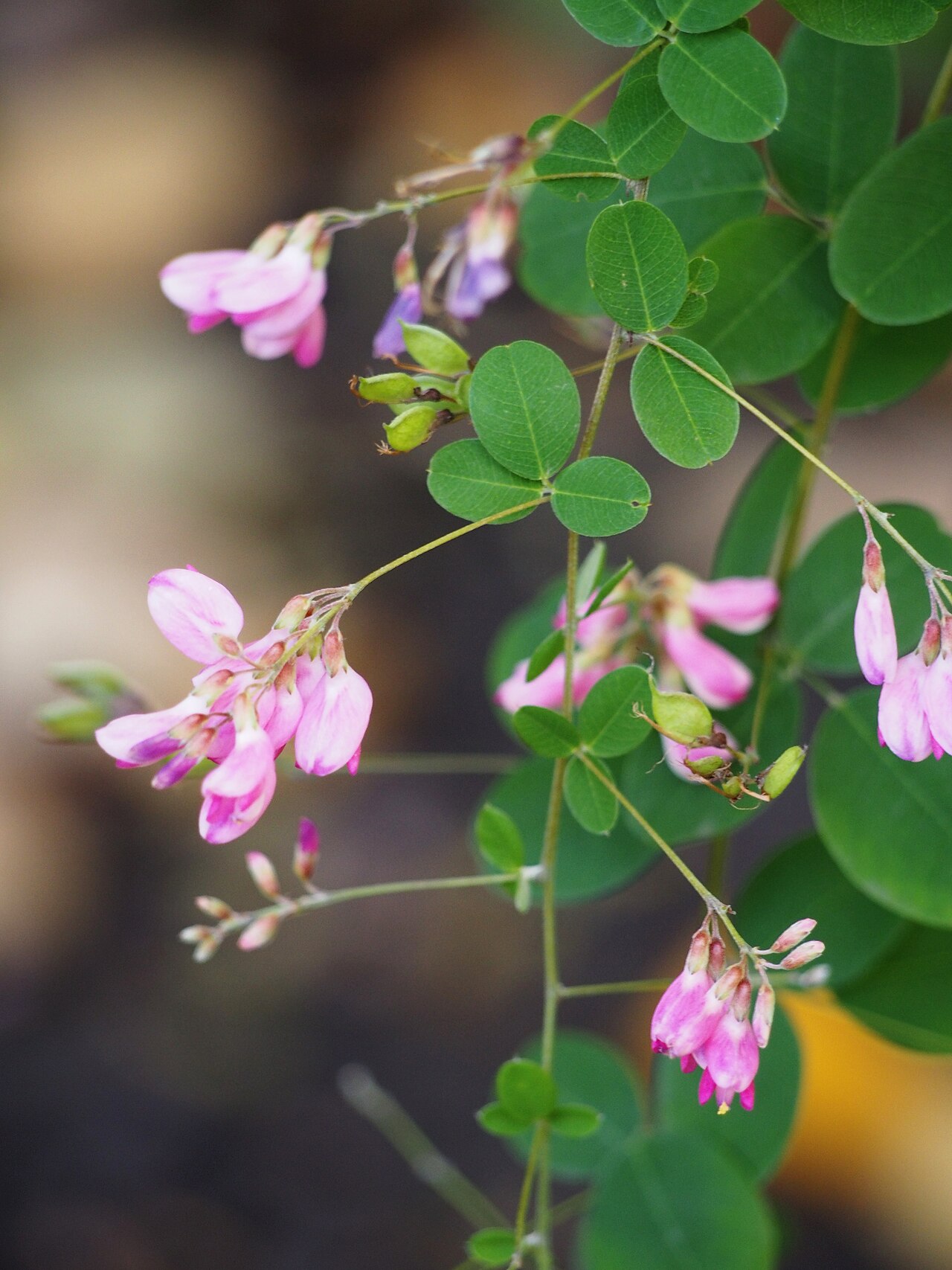 Lespedeza bicolor, Shrubby bush clover — spreading deciduous (Fabaceae) (image 9 of 10)