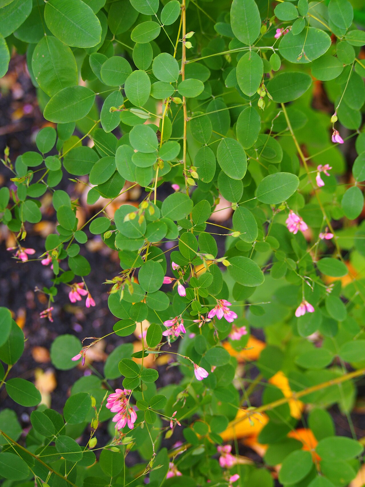 Lespedeza bicolor, Shrubby bush clover — spreading deciduous (Fabaceae) (image 10 of 10)
