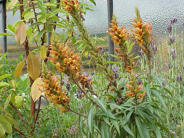 Digitalis isabelliana (alternate view 9)