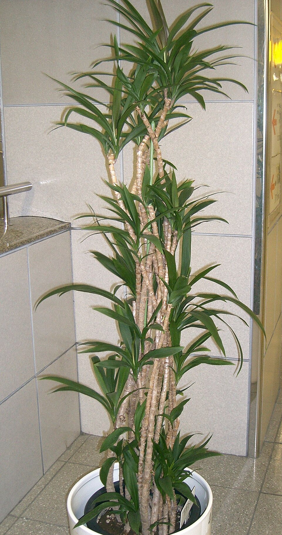 Cordyline stricta (Slender Palm Lily) (alternate view 3)