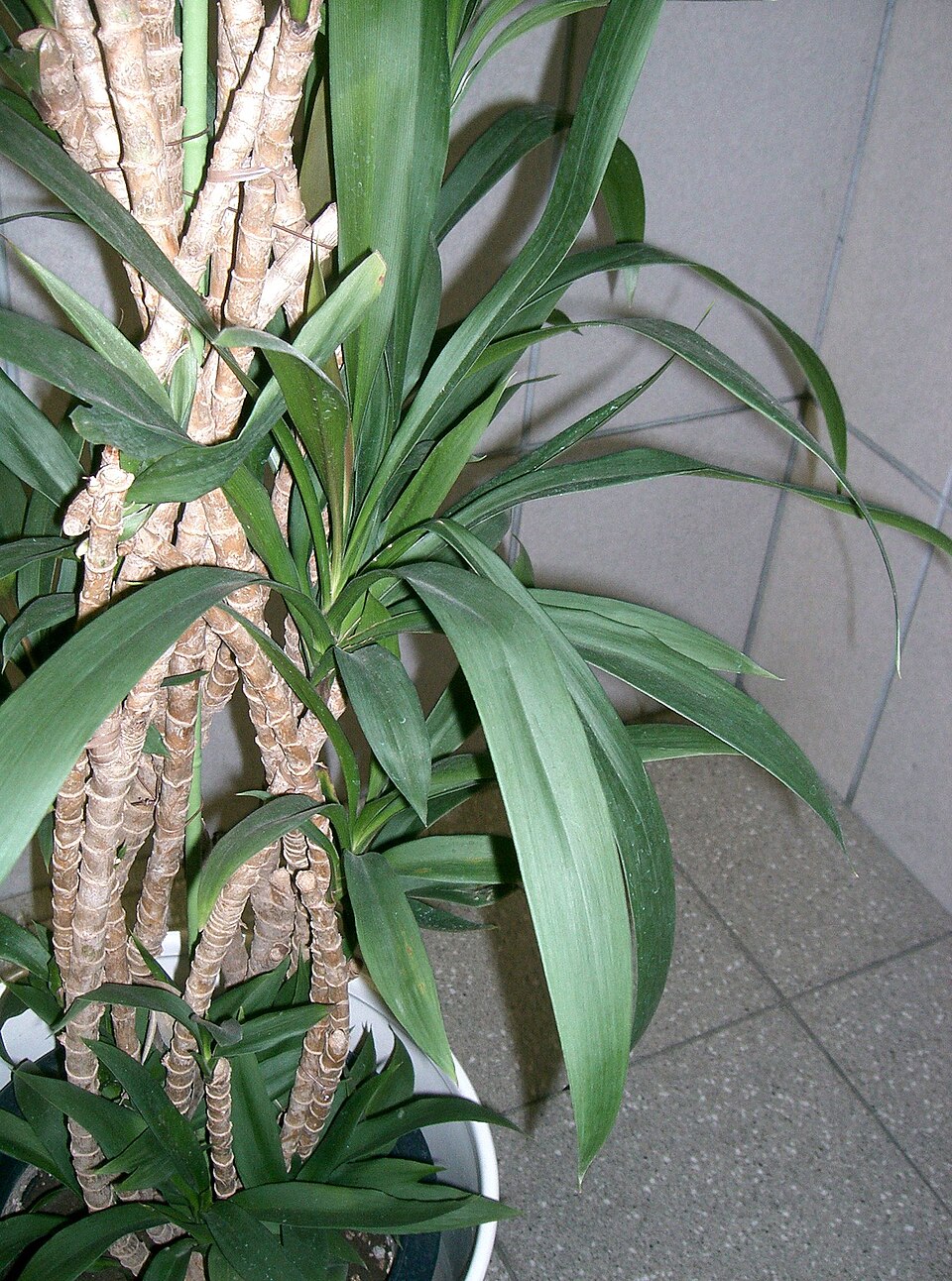 Cordyline stricta (Slender Palm Lily) (alternate view 4)
