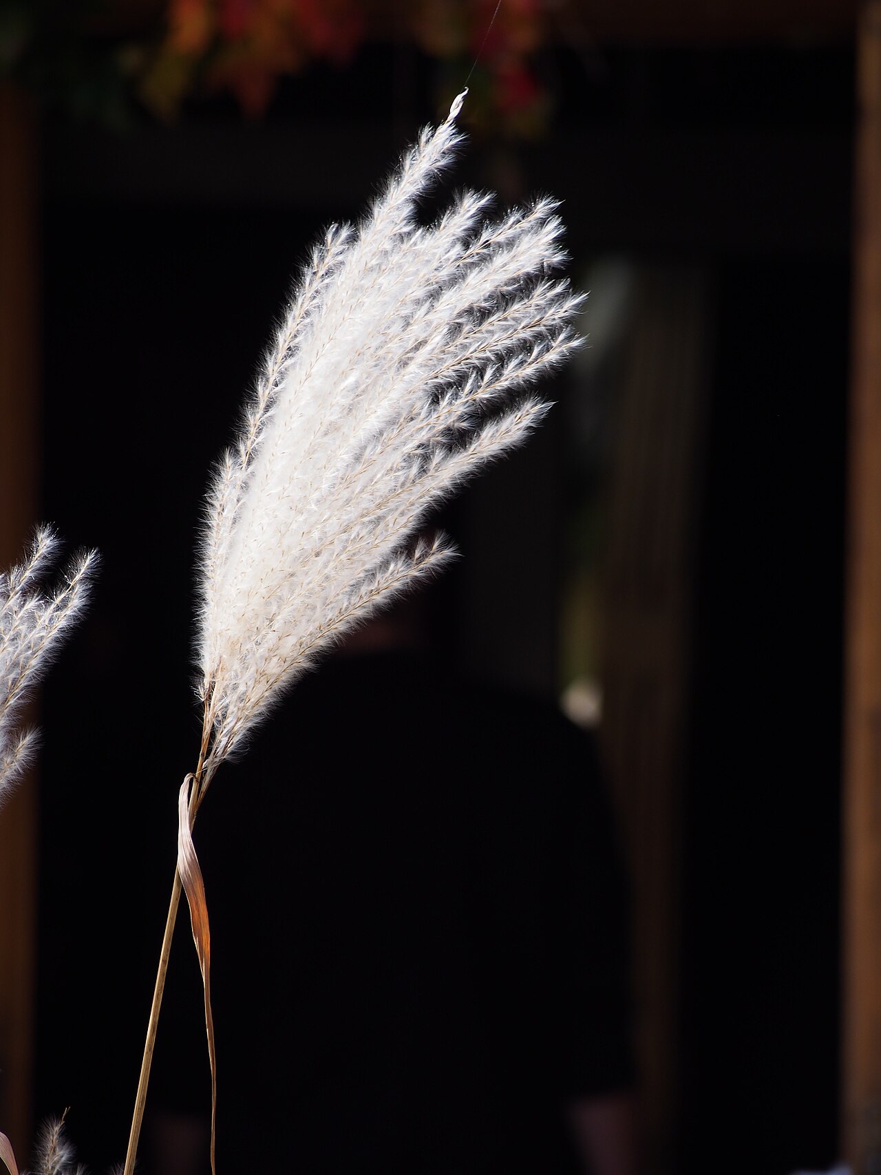 Miscanthus sacchariflorus, Amur silver grass — spreading deciduous (Poaceae) (image 1 of 7)