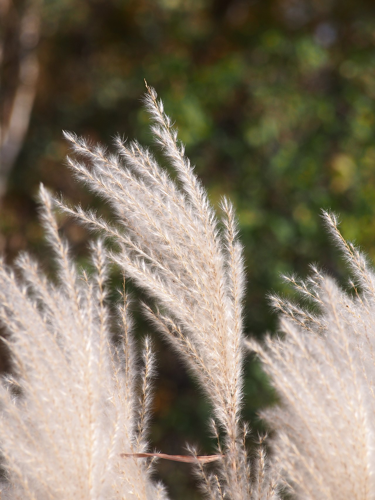Miscanthus sacchariflorus, Amur silver grass — spreading deciduous (Poaceae) (image 2 of 7)