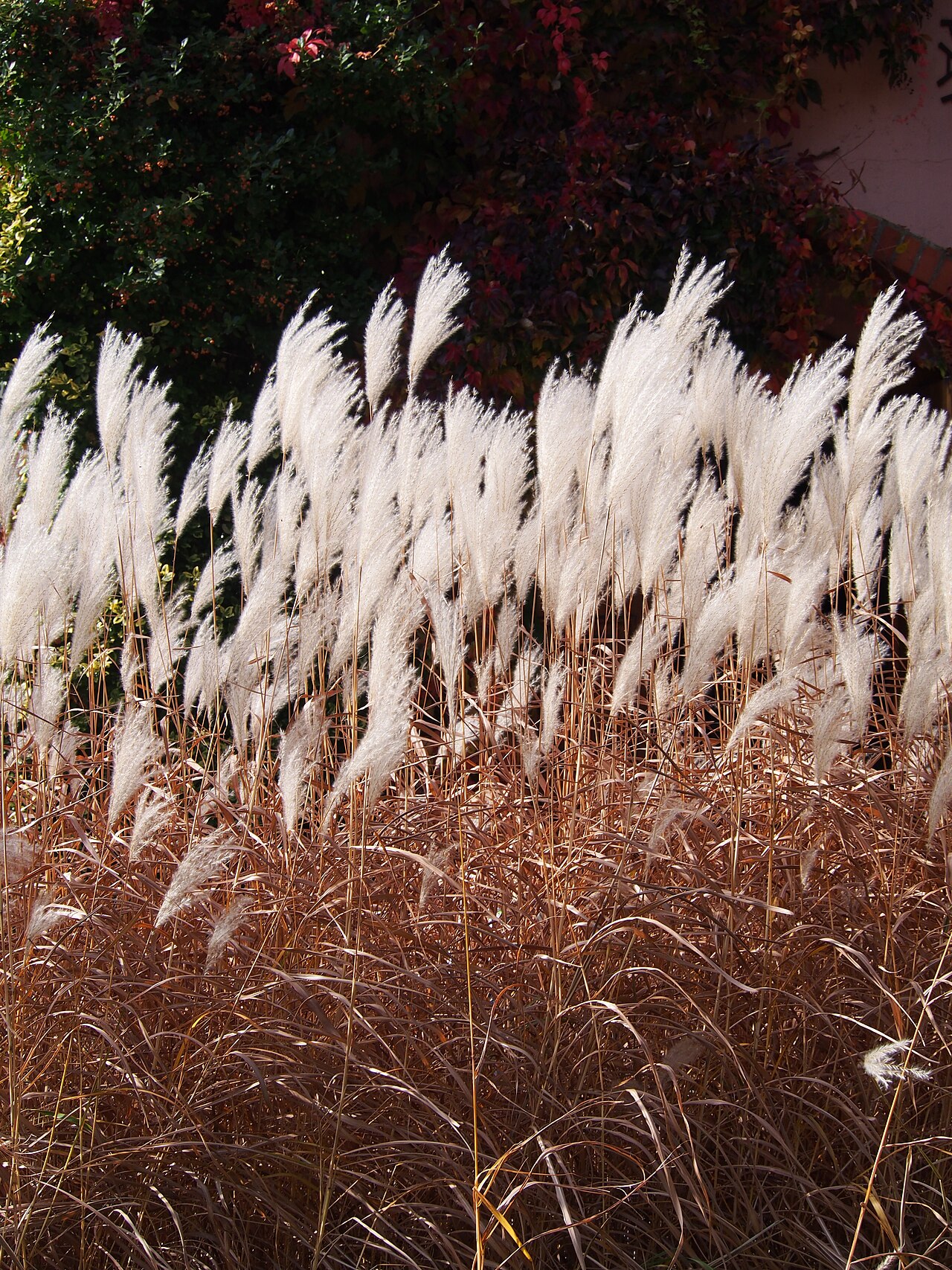 Miscanthus sacchariflorus, Amur silver grass — spreading deciduous (Poaceae) (image 3 of 7)