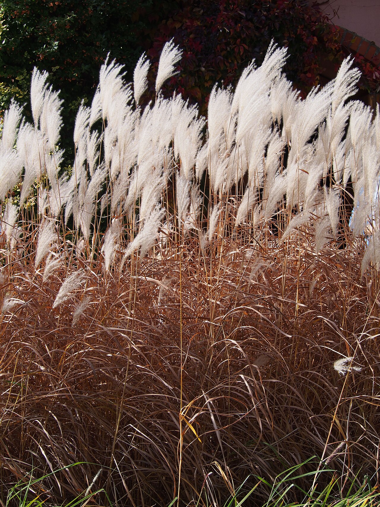 Miscanthus sacchariflorus, Amur silver grass — spreading deciduous (Poaceae) (image 4 of 7)