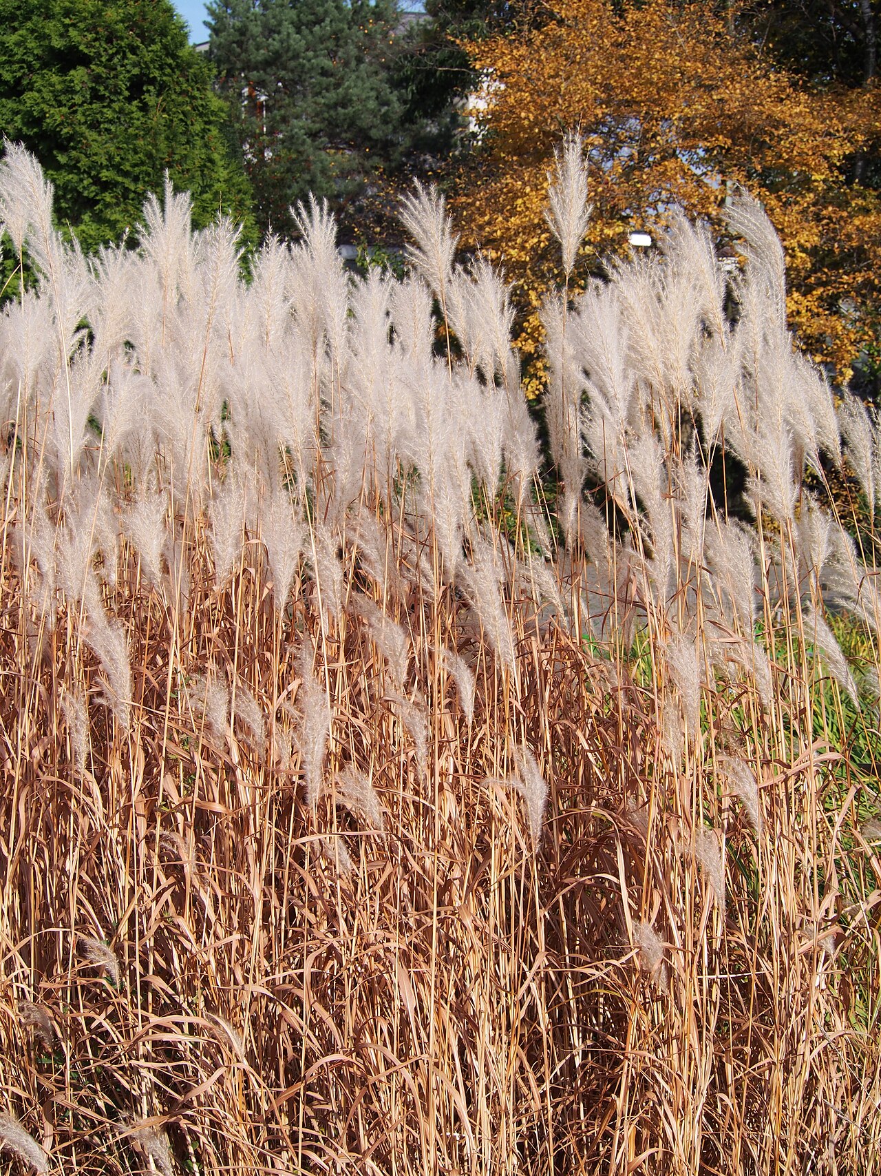Miscanthus sacchariflorus, Amur silver grass — spreading deciduous (Poaceae) (image 5 of 7)