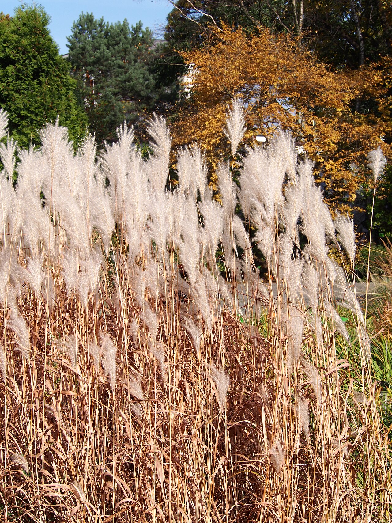 Miscanthus sacchariflorus, Amur silver grass — spreading deciduous (Poaceae) (image 6 of 7)