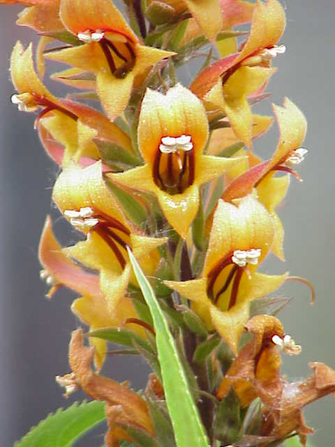 Digitalis isabelliana (alternate view 10)