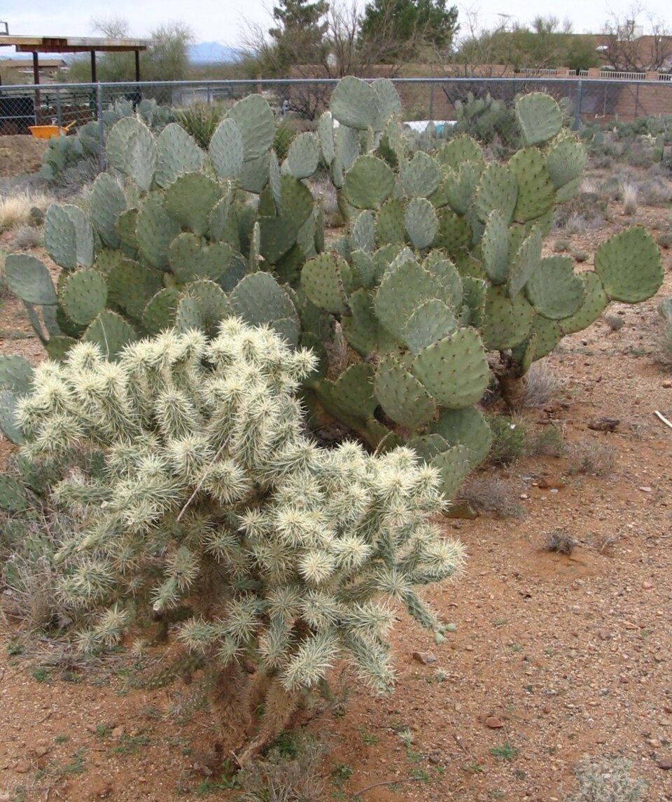 Cylindropuntia bigelovii (Teddybear Cholla) (alternate view 6)