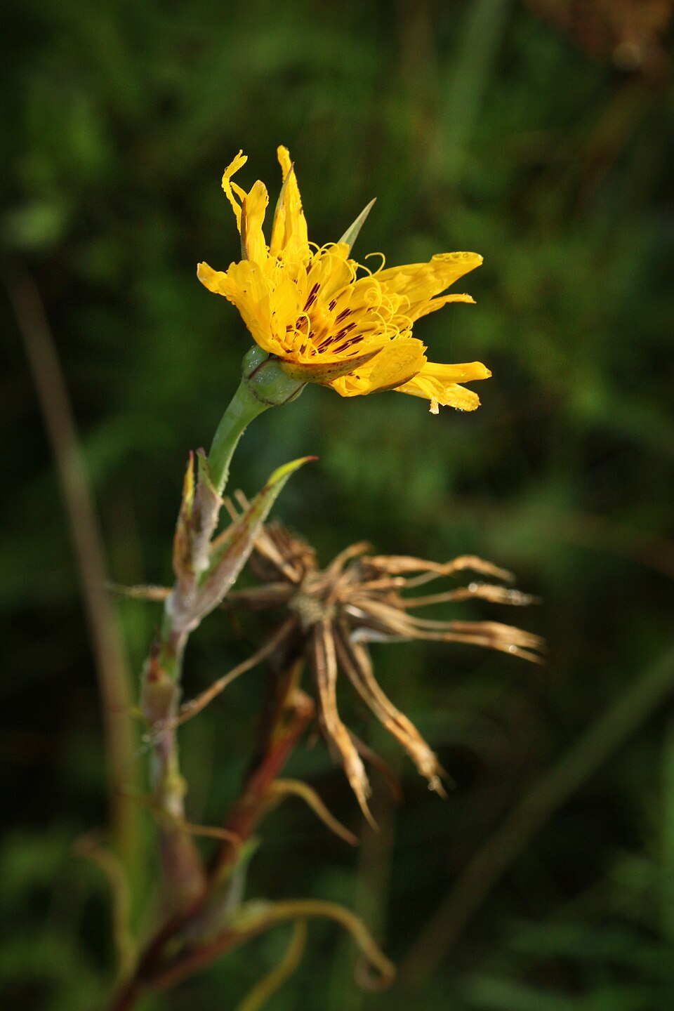 Tragopogon (Salsifies) (alternate view 11)