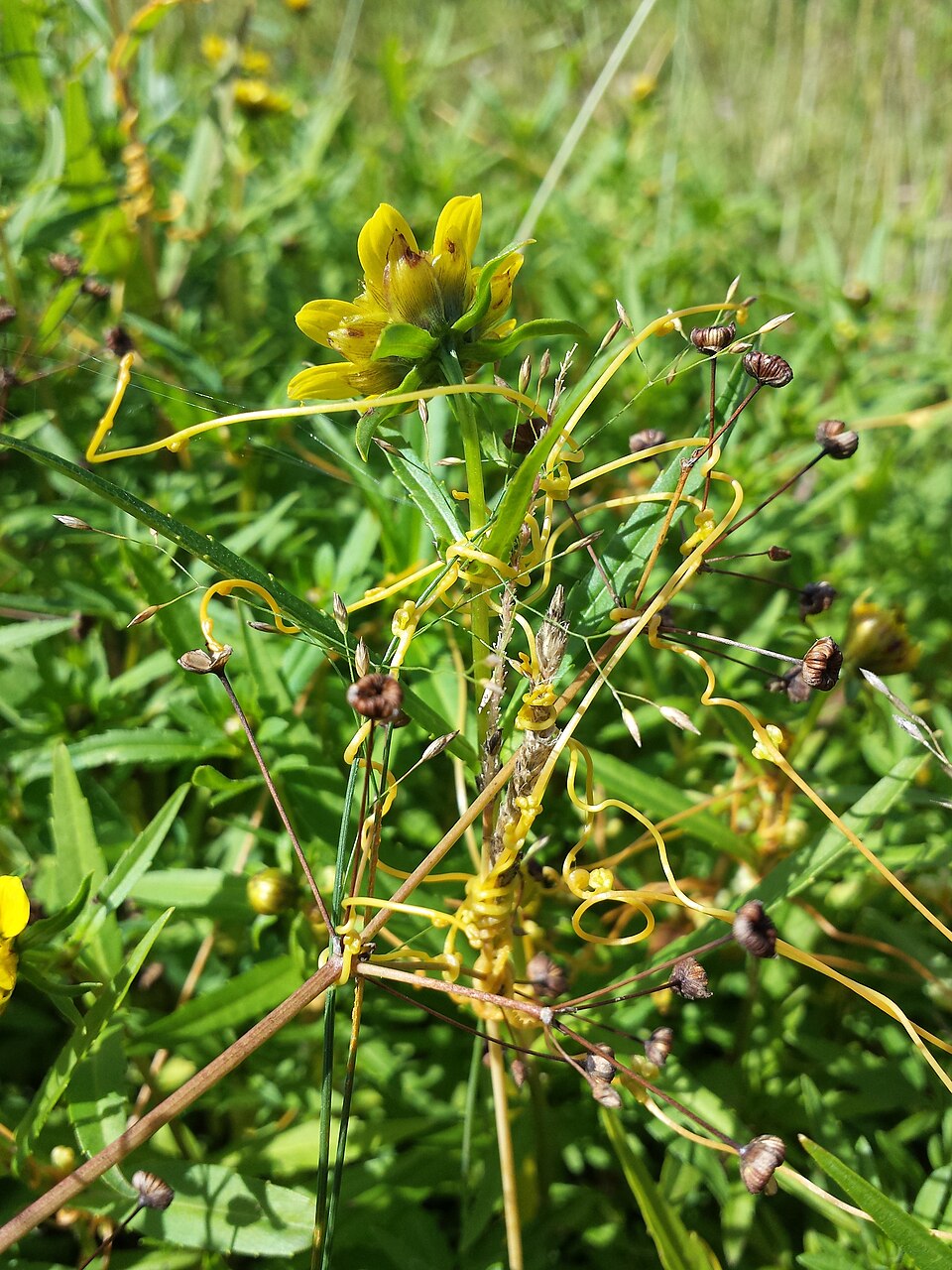Bidens cernua (Nodding Beggarticks) (alternate view 6)