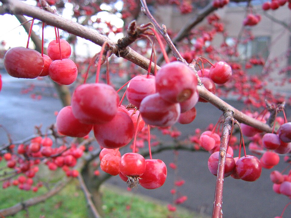 Malus × floribunda (Japanese Crabapple) (alternate view 13)