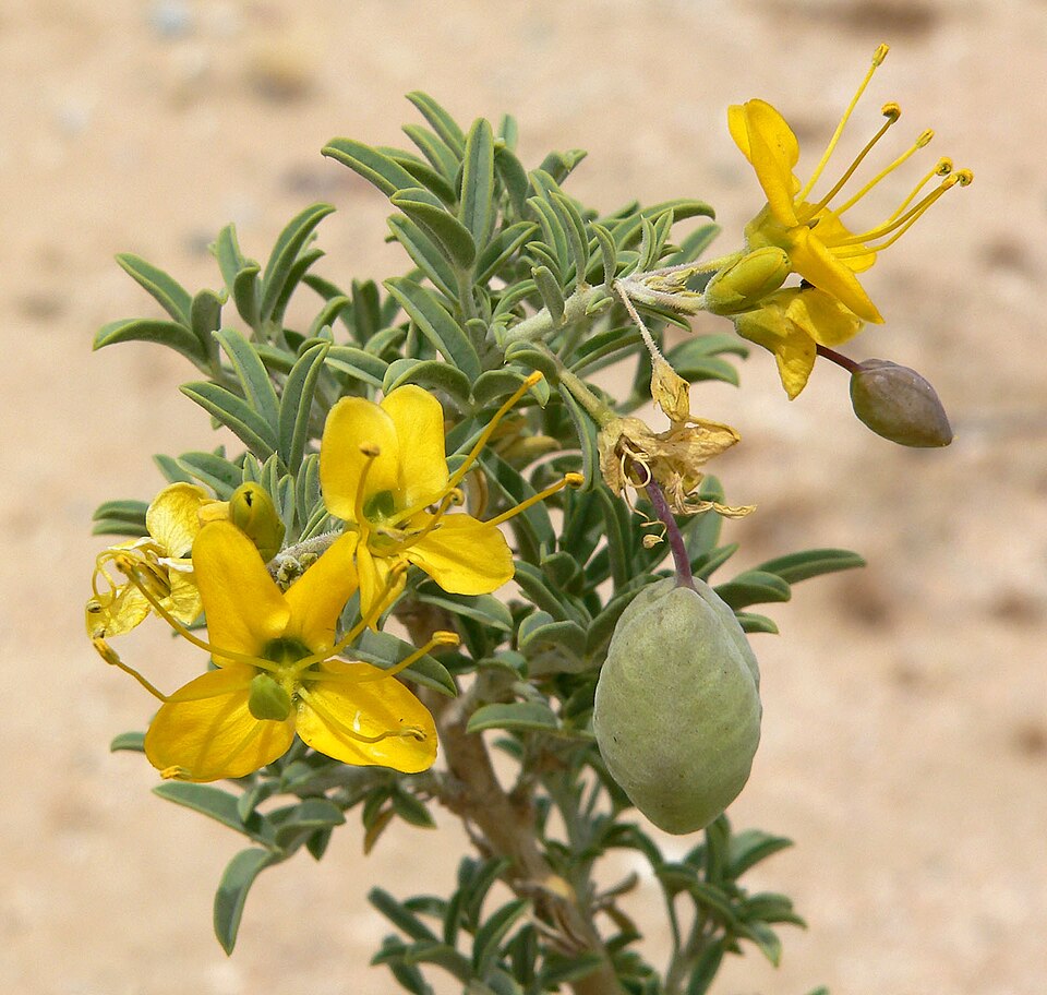 Cleomella arborea (Bladderpod) (alternate view 5)