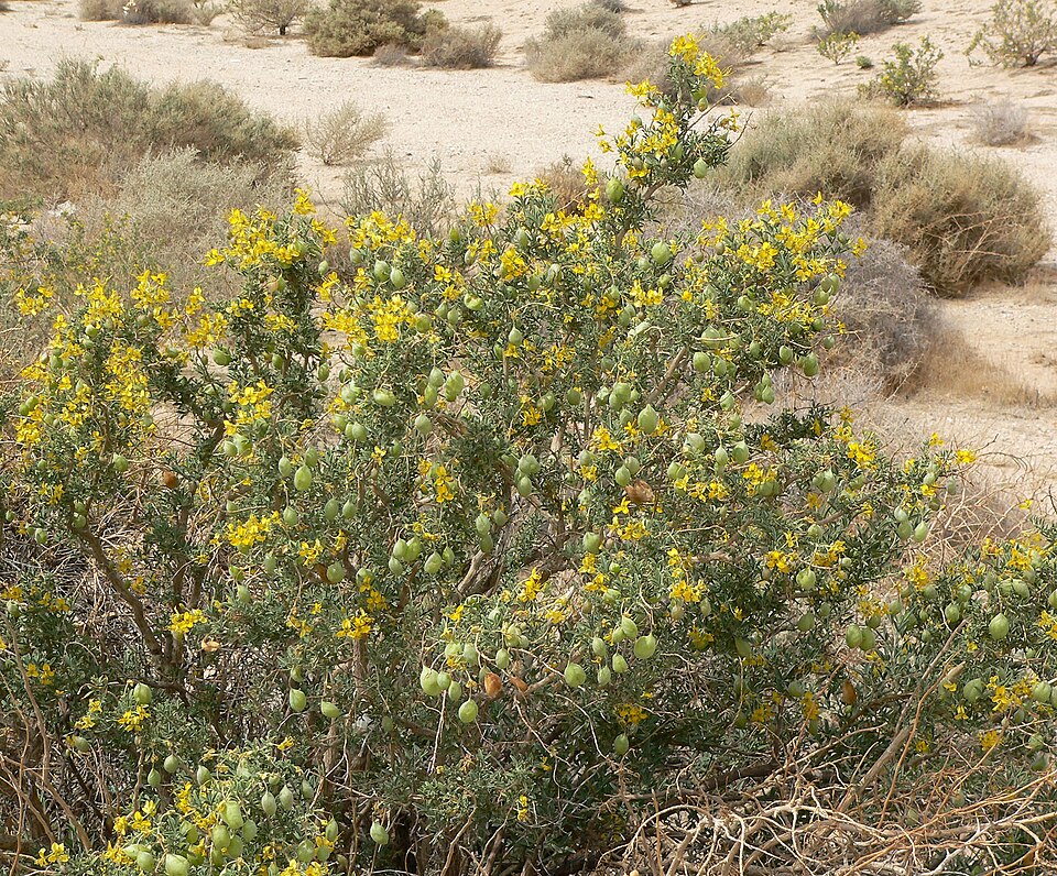 Cleomella arborea (Bladderpod) (alternate view 7)