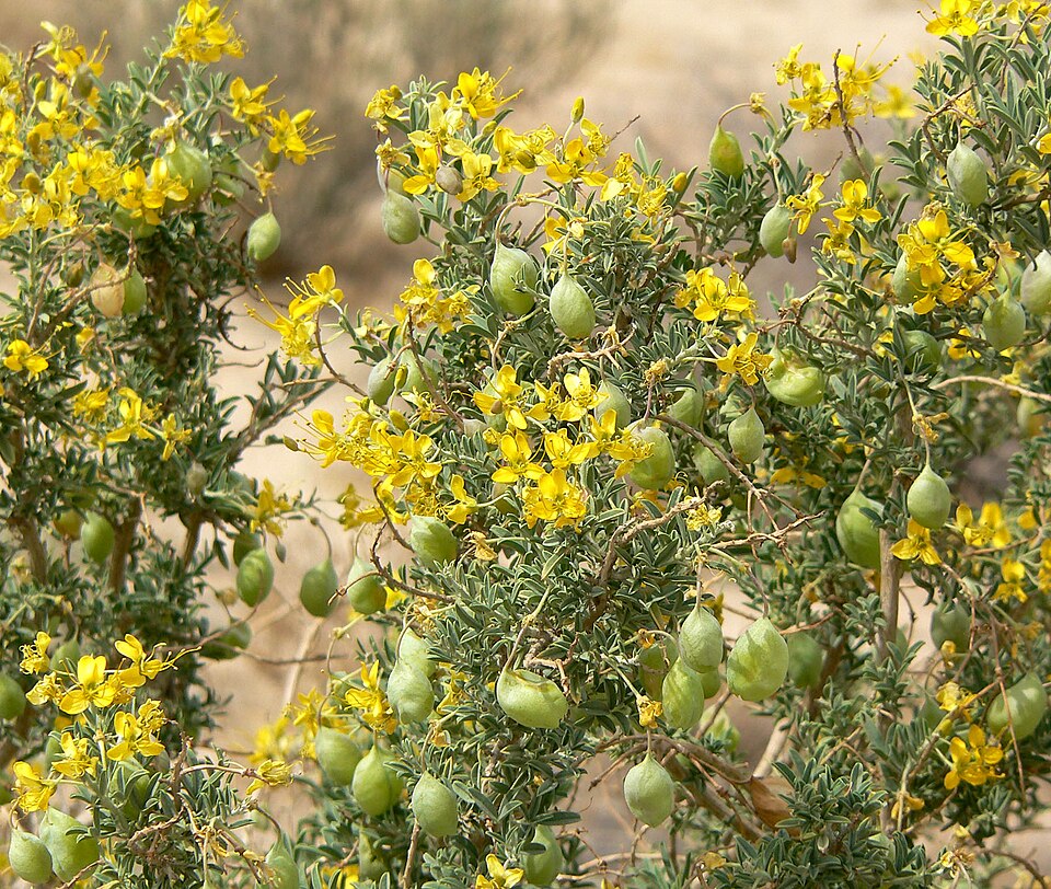Cleomella arborea (Bladderpod) (alternate view 8)