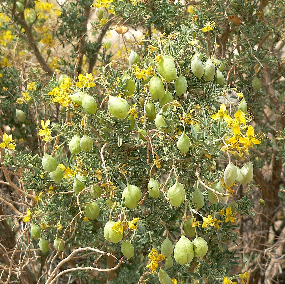 Cleomella arborea (Bladderpod) (alternate view 9)