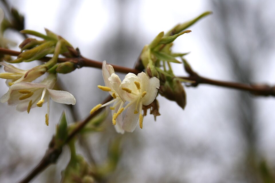 Lonicera × purpusii (Winter Beauty Honeysuckle) (alternate view 7)