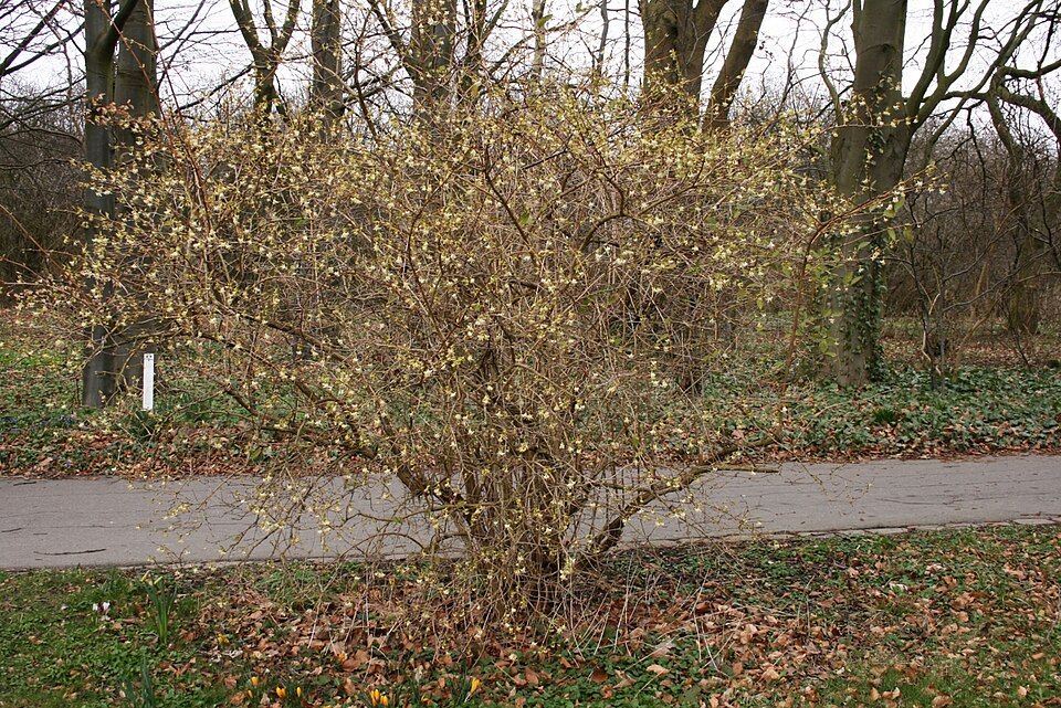 Lonicera × purpusii (Winter Beauty Honeysuckle) (alternate view 8)