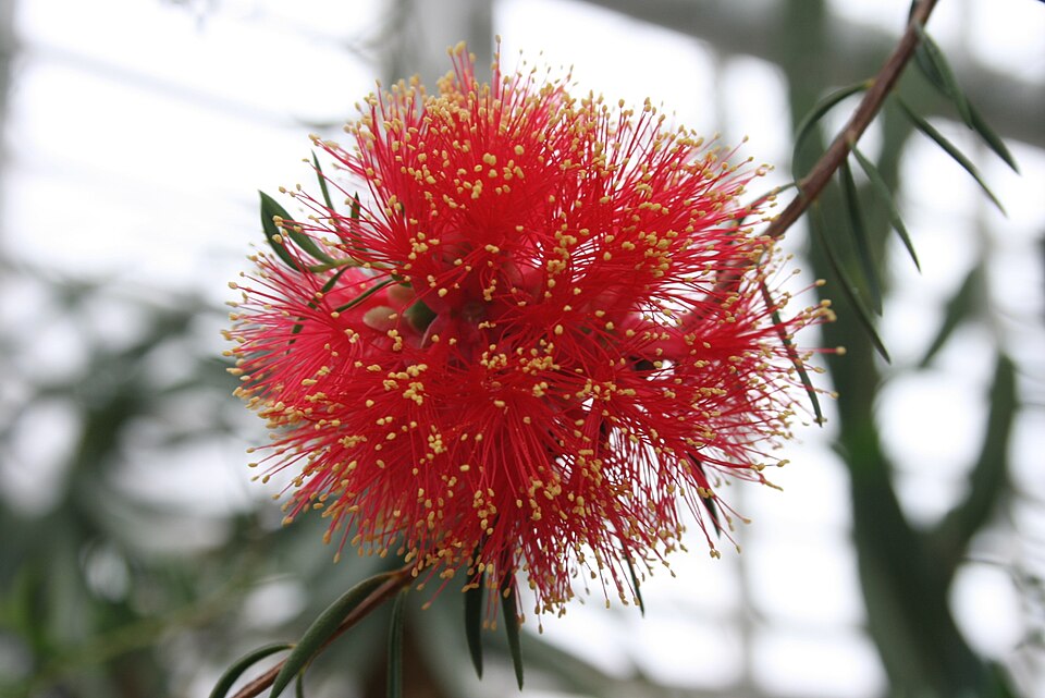 Melaleuca fulgens (alternate view 7)