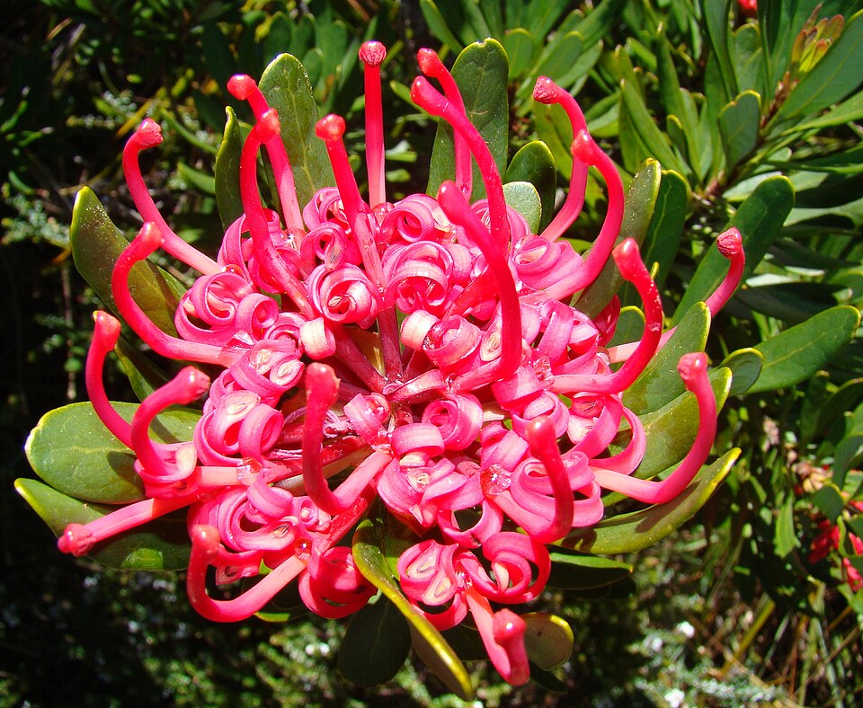 Telopea truncata (Tasmanian Waratah) (alternate view 2)