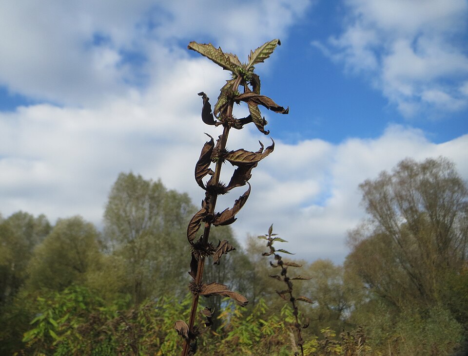 Lycopus europaeus (European water-horehound)