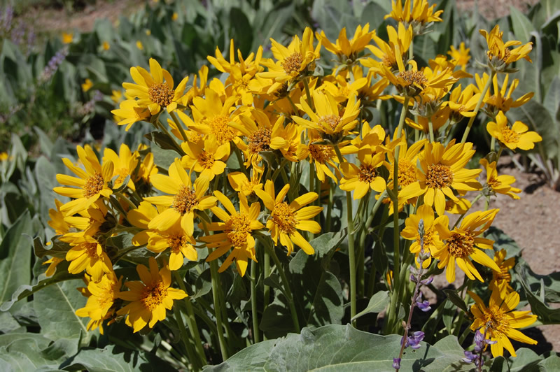 Wyethia mollis (woolly mule's ears) (alternate view 6)