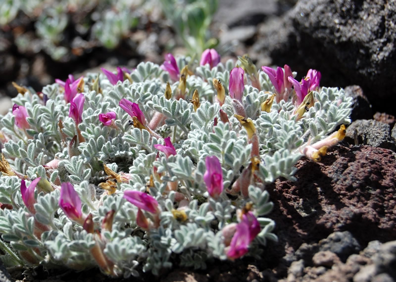 Astragalus purshii (woollypod milkvetch) (alternate view 6)