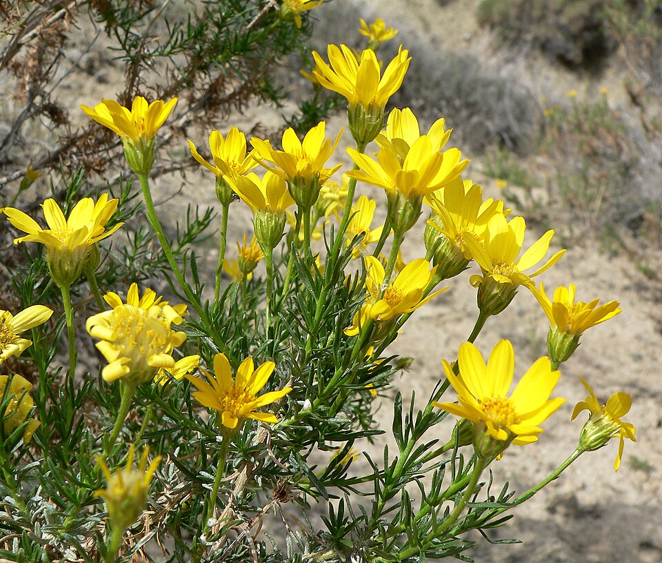 Ericameria linearifolia (narrowleaf goldenbush) (alternate view 10)