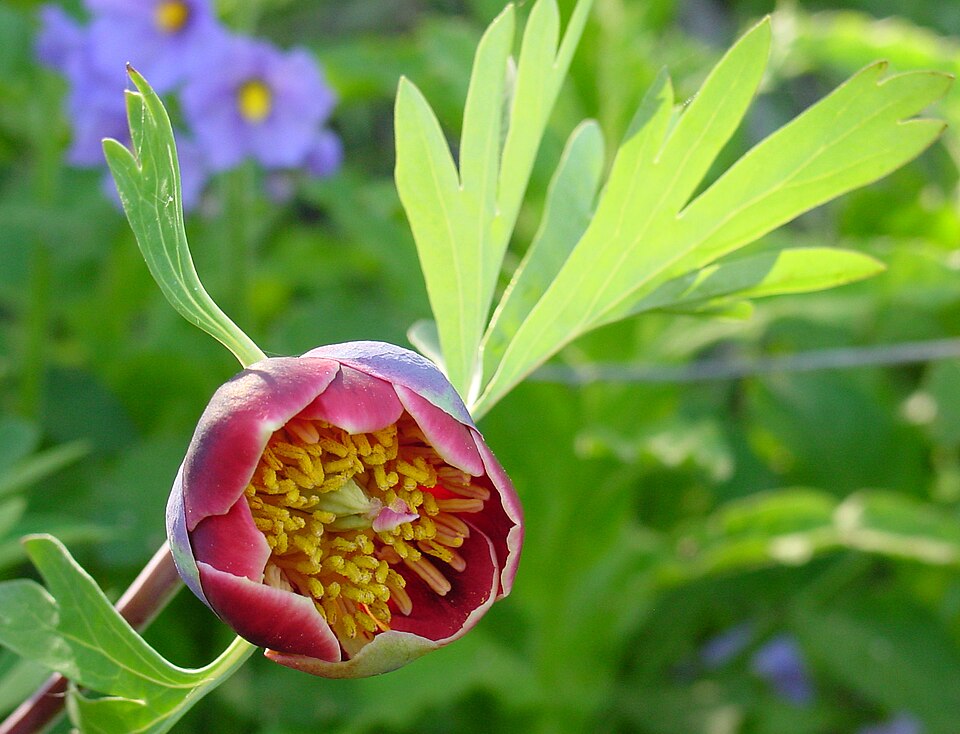 Paeonia californica (California Peony) (alternate view 6)