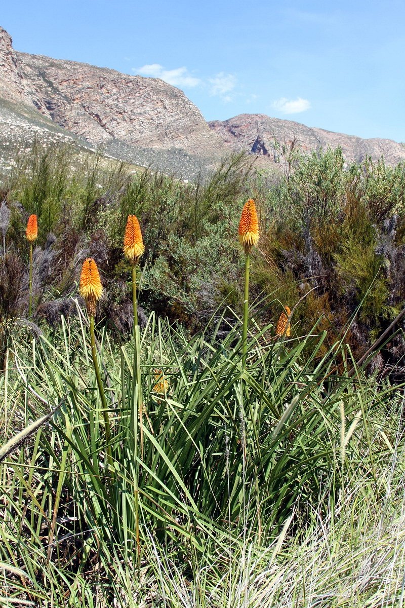 Kniphofia uvaria (Red Hot Poker) (alternate view 10)