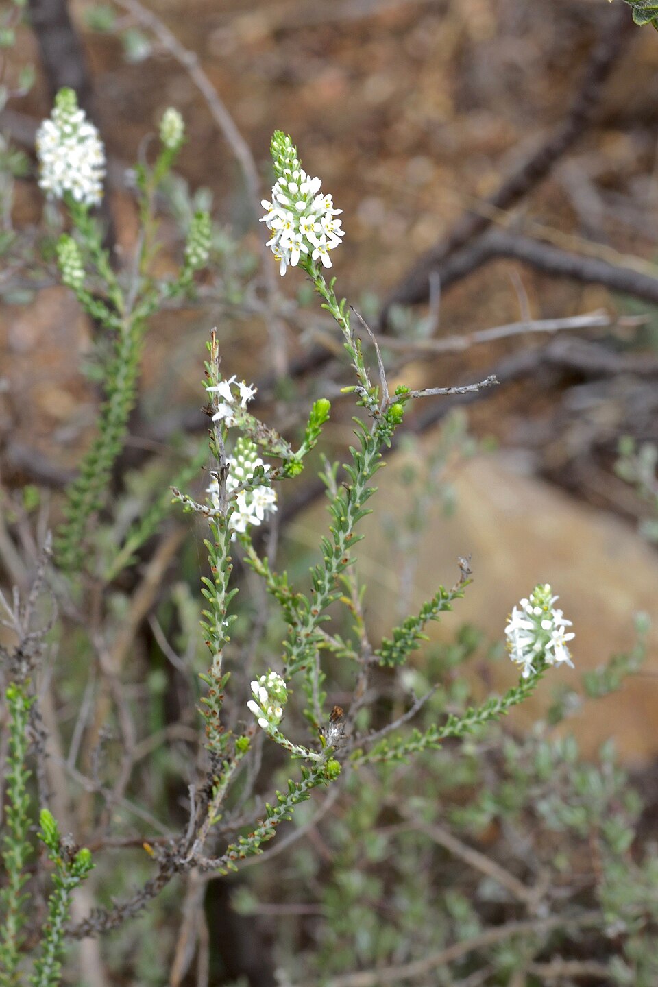 Selago (Bitterbushes)