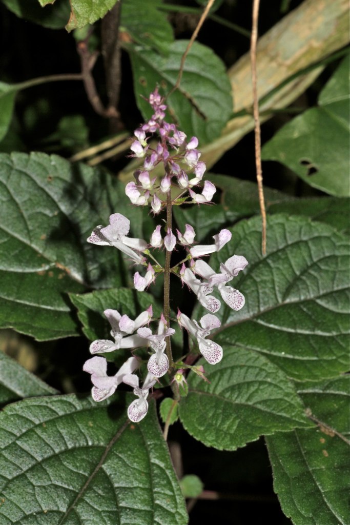 Plectranthus ciliatus, Spurflower — spreading evergreen (Lamiaceae) (image 8 of 10)