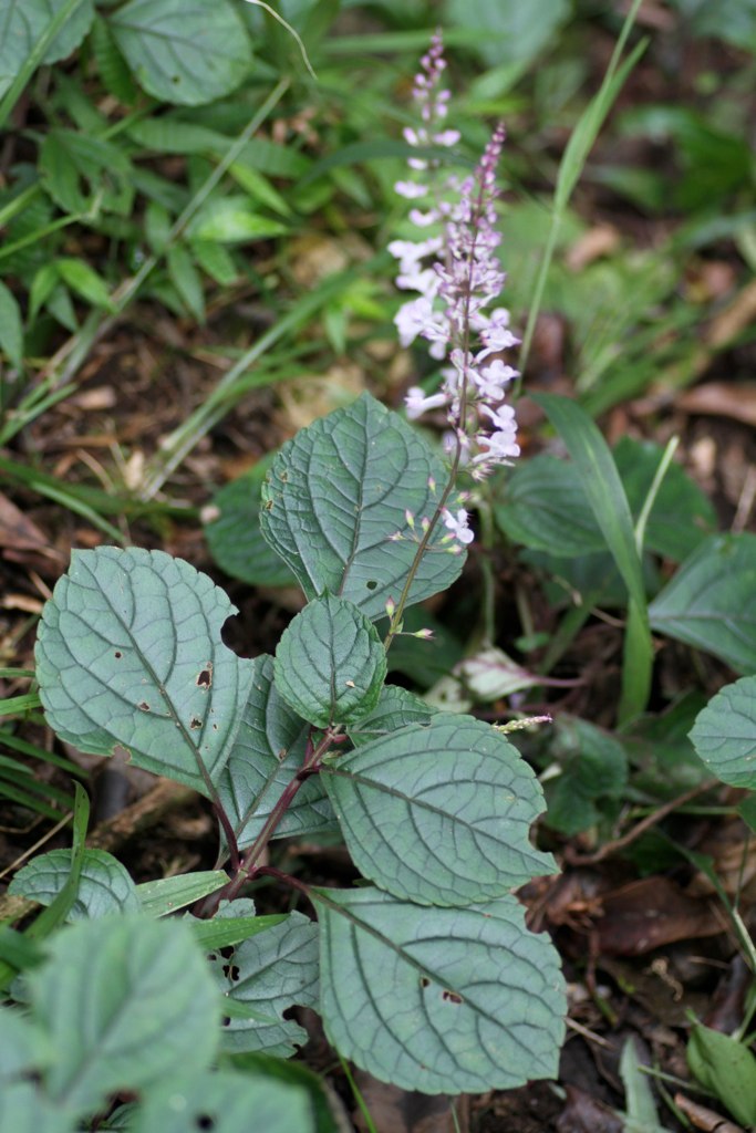Plectranthus ciliatus, Spurflower — spreading evergreen (Lamiaceae) (image 9 of 10)