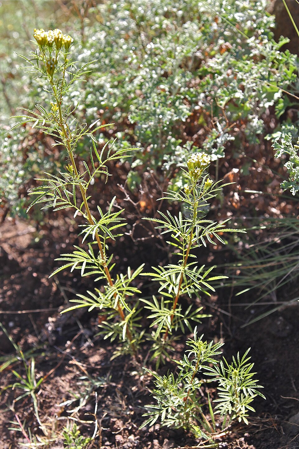 Tagetes minuta (wild marigold) (alternate view 7)