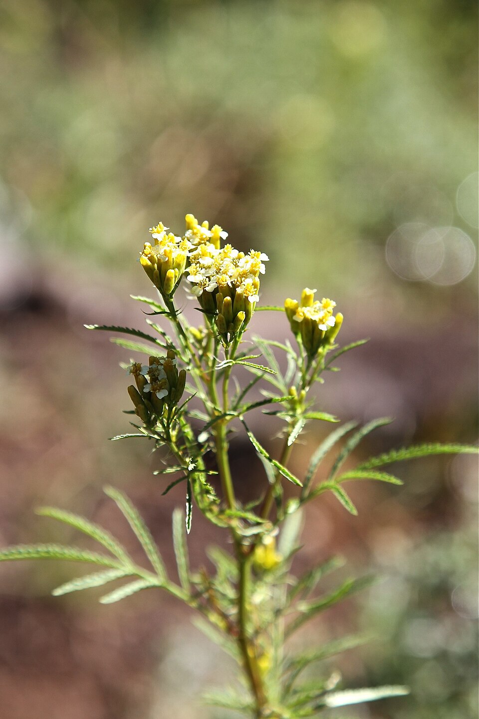 Tagetes minuta (wild marigold) (alternate view 8)