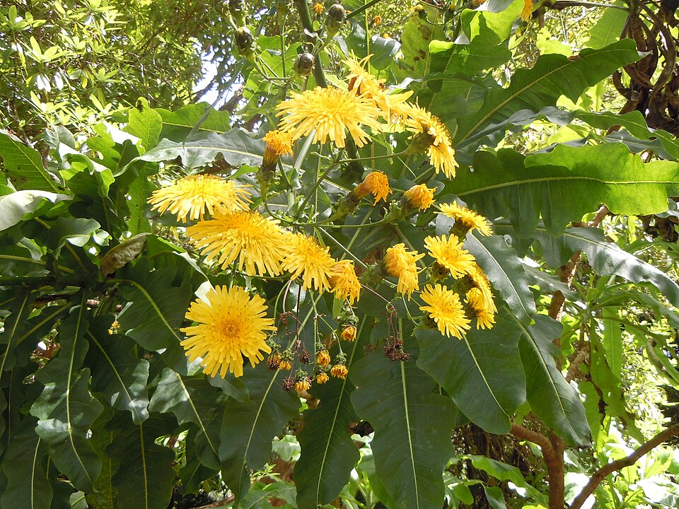 Sonchus fruticosus (alternate view 13)