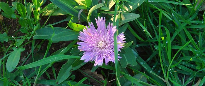 Stokesia laevis, Stokes' aster — clumping semi-evergreen (Asteraceae) (image 6 of 10)