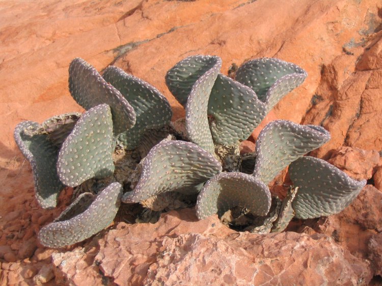 Opuntia basilaris (Beavertail Pricklypear) (alternate view 6)