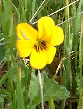 Viola pedunculata (California Golden Violet) (alternate view 2)