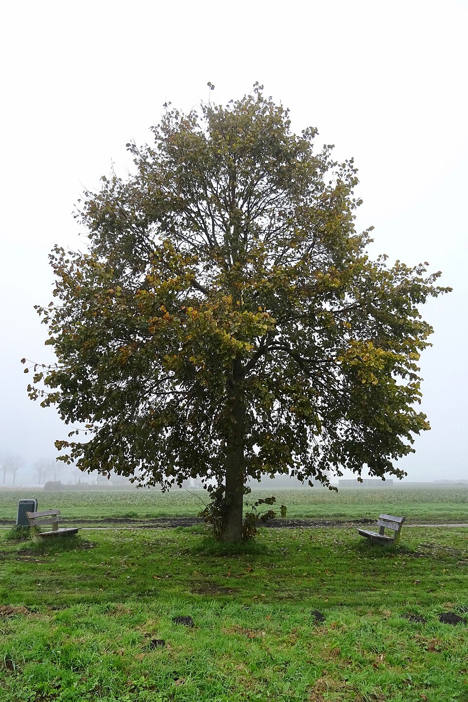 Tilia americana (basswood) (alternate view 10)